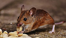 24 Hour & Emergency Exterminators in La Fayette, GA